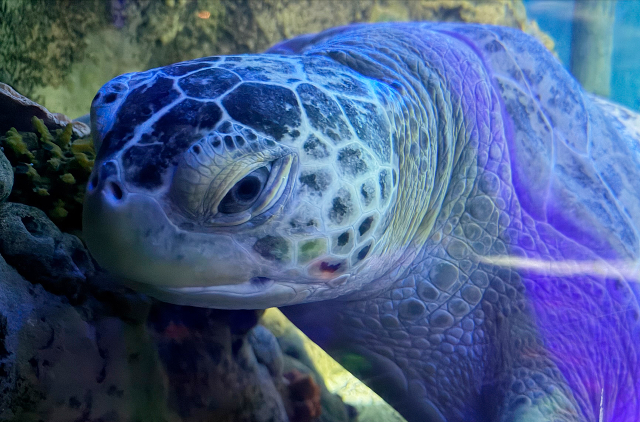 Turtle for reference