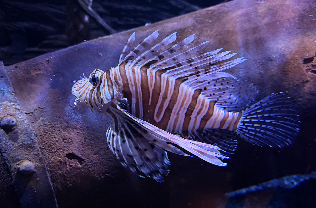 A lion fish in the centre of the photo in front of a rusted pipe and in full focus