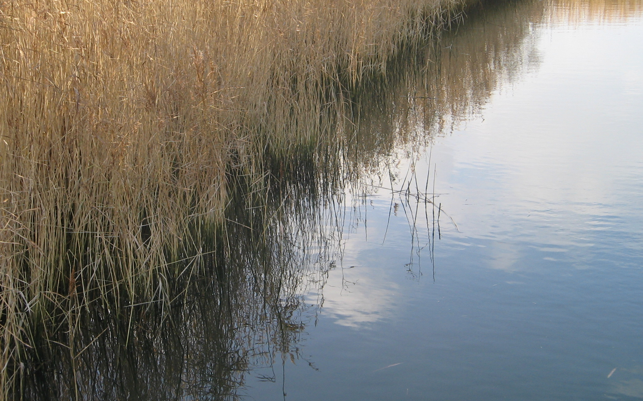 Down by the riverside