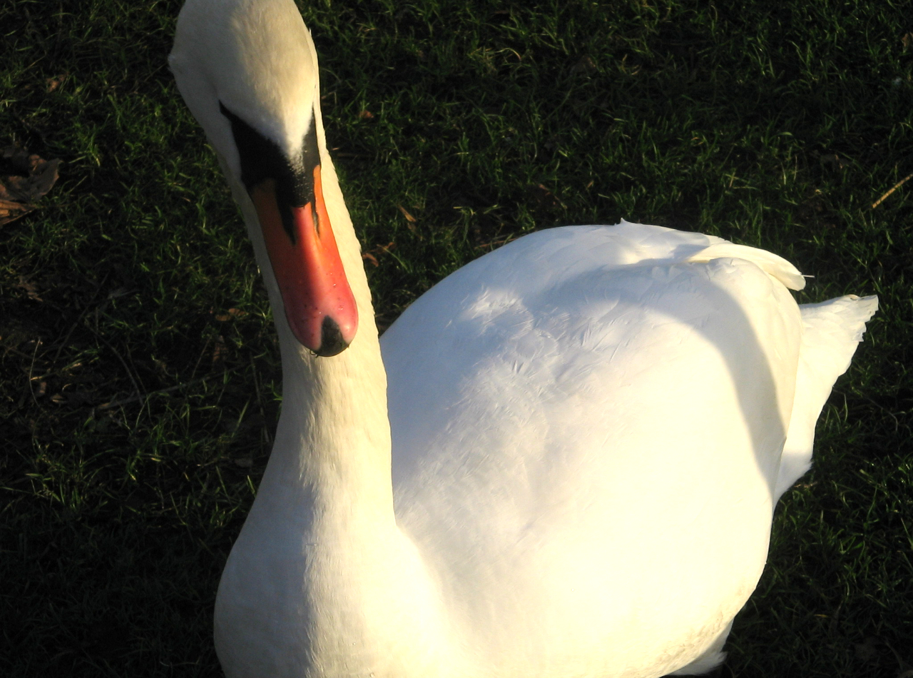 Going for a swan