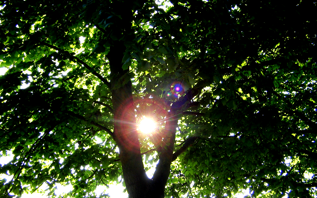 Tree lights