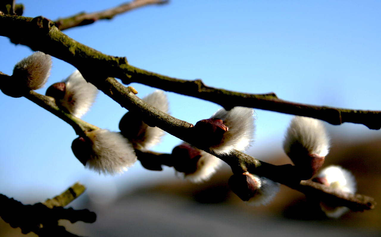 The fluffy signs of spring