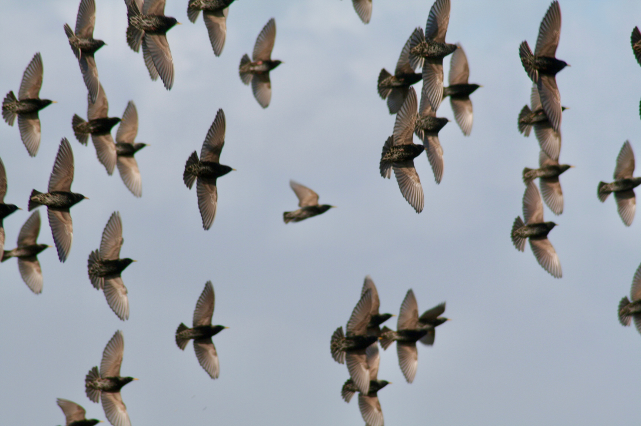 What the flock