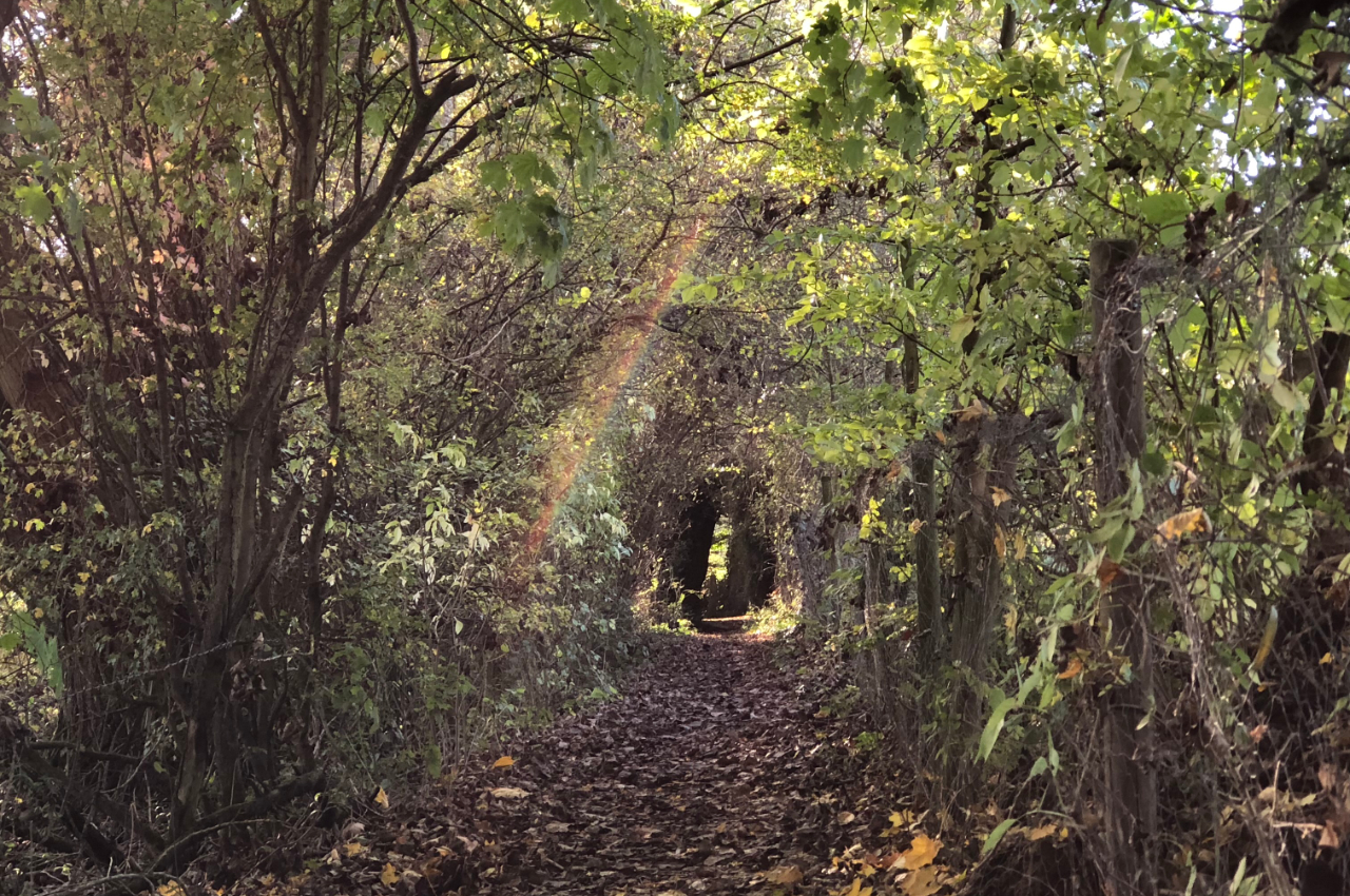 Inside the glade