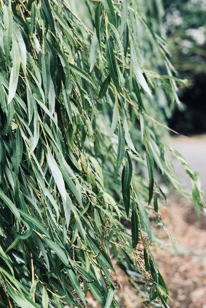 The green curtain