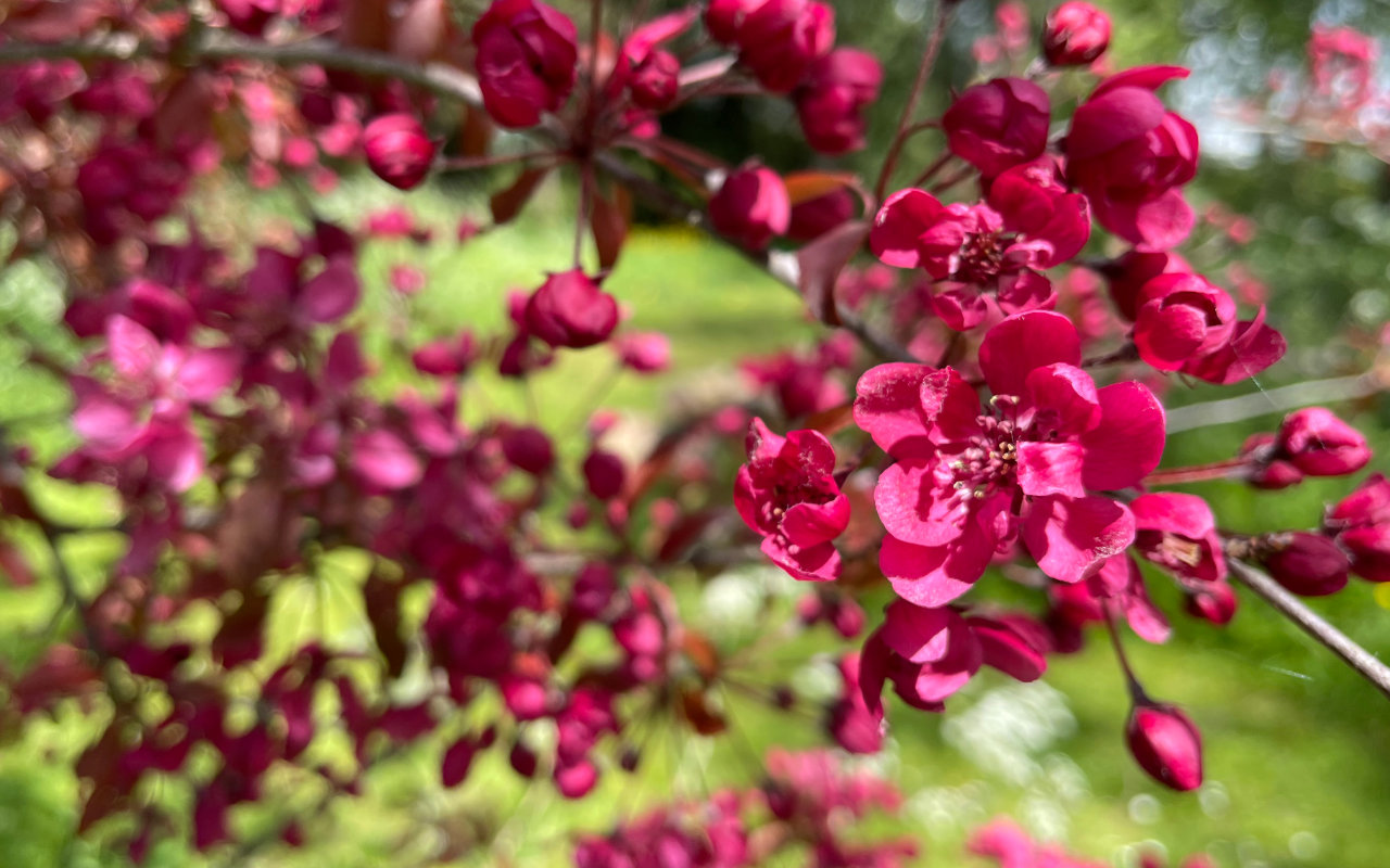 Pretty in pink