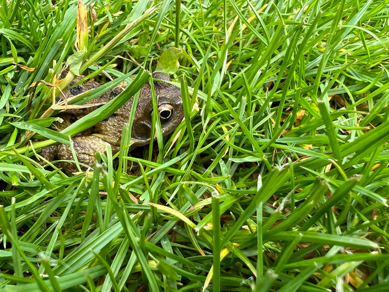 Frog In The Grass Mrschristine