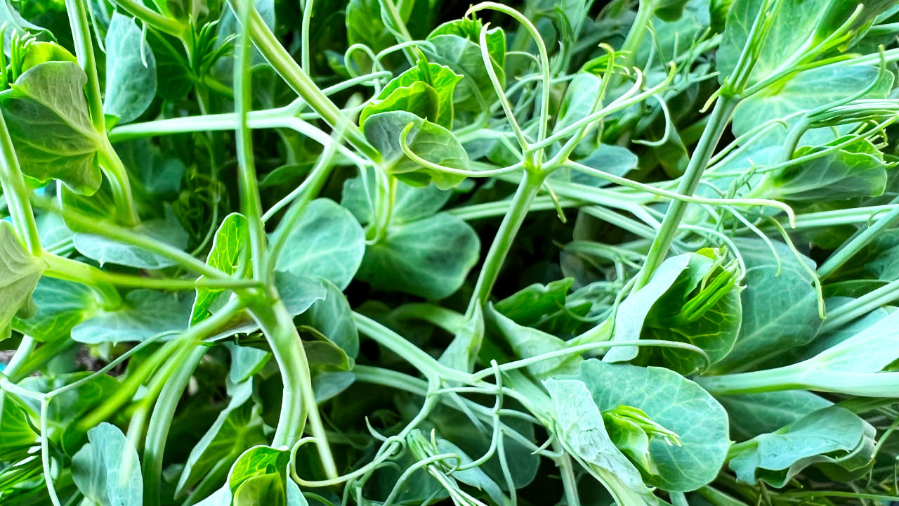 Pea shoots and leaves