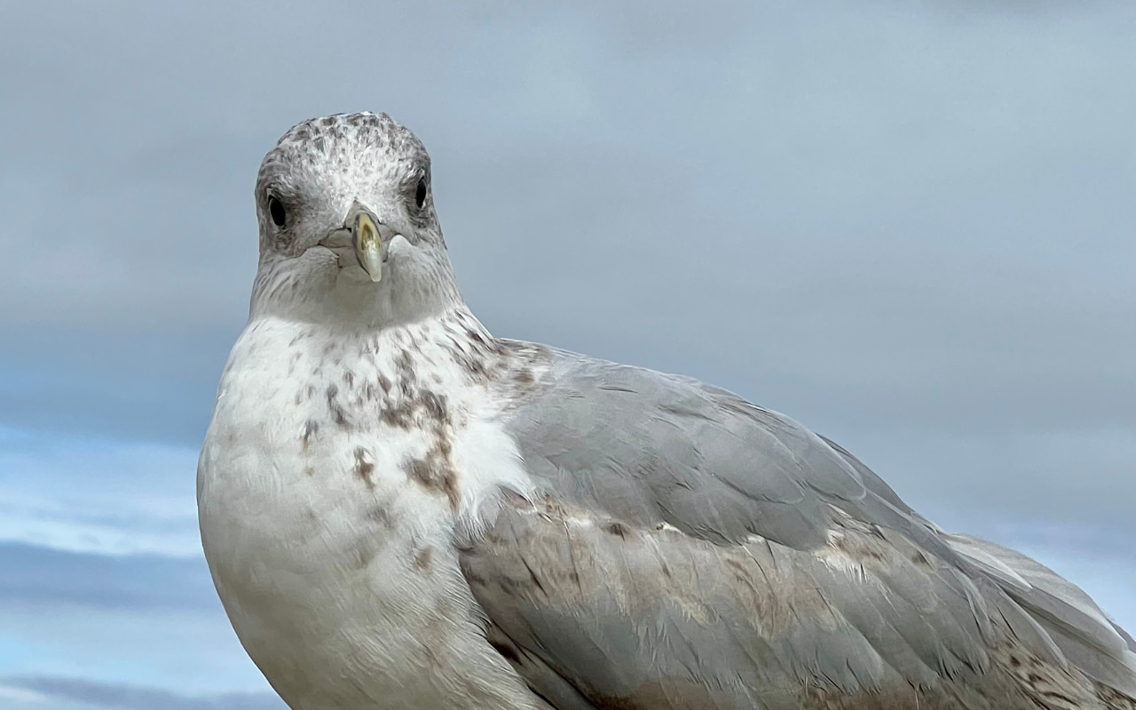 The seagull stare