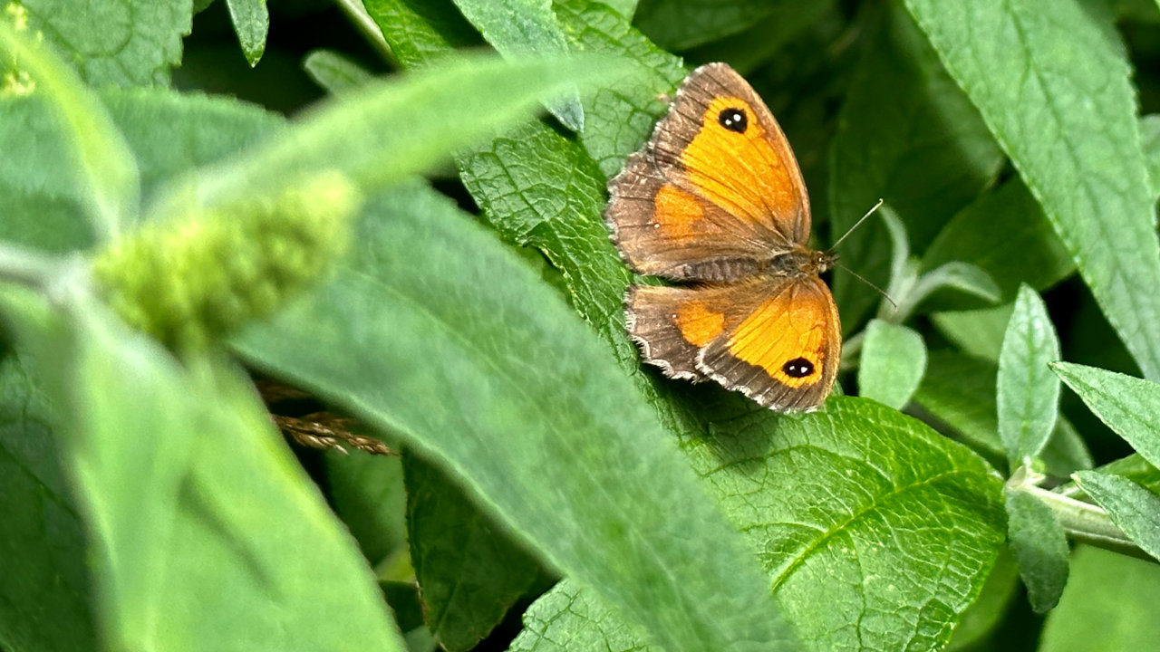 All of a flutterby