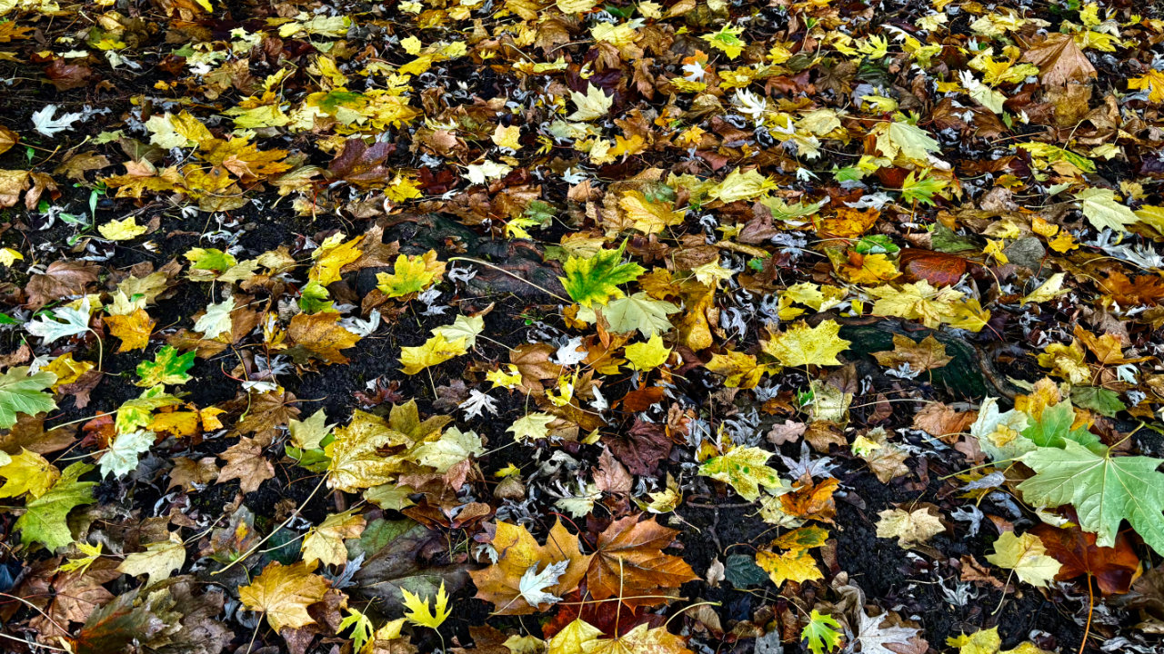 Coat of many colours