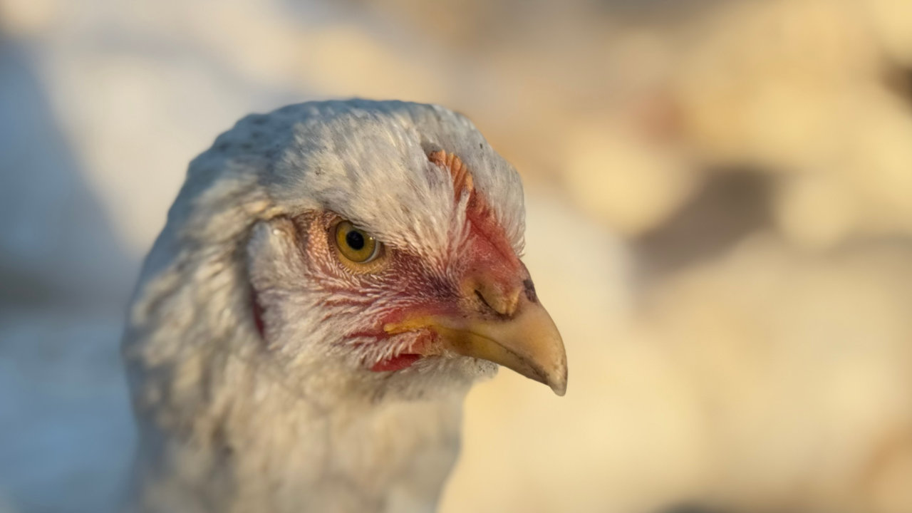 Feathered friend
