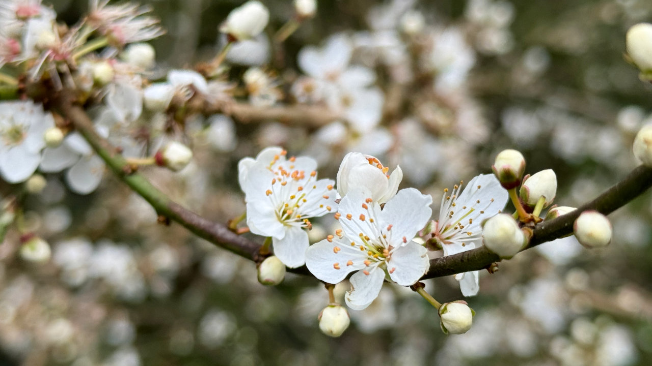 Regularly scheduled blossom