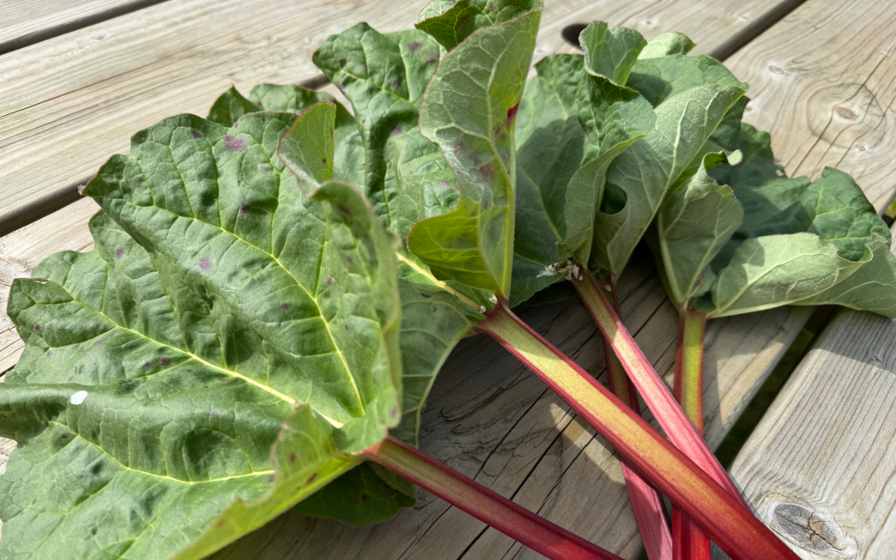 A lot of rhubarb