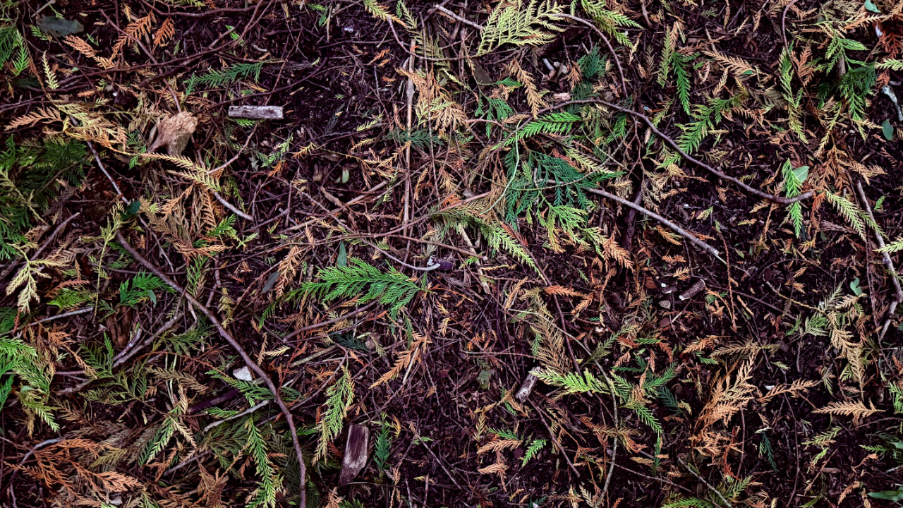 Autumn debris