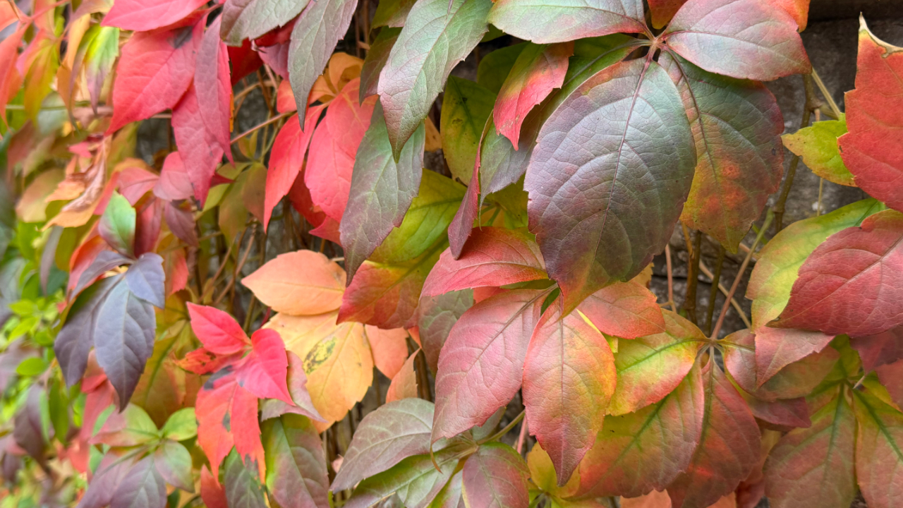 Autumn's colour palette