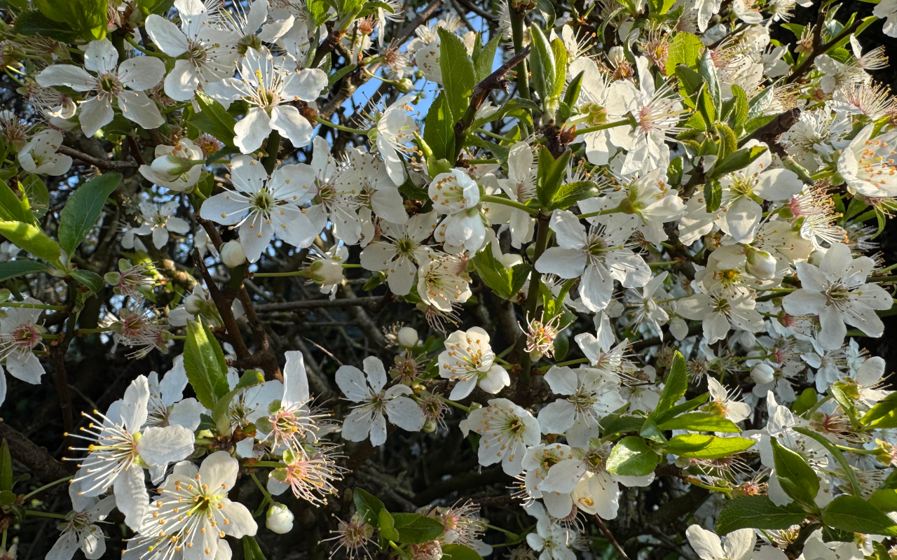 Brief blossom
