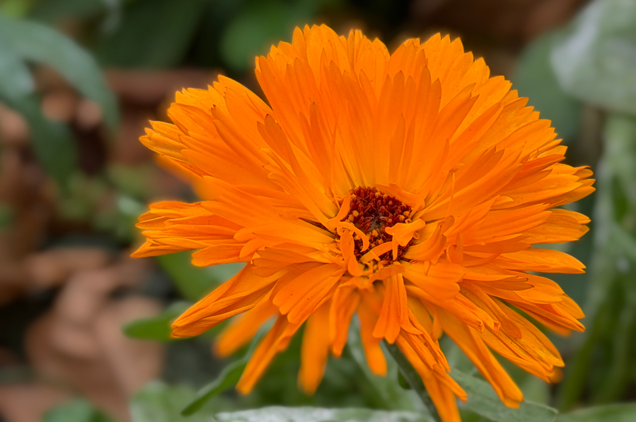 Orange you glad to see me