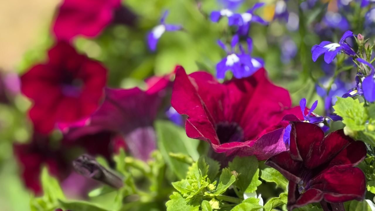 Riotous colour