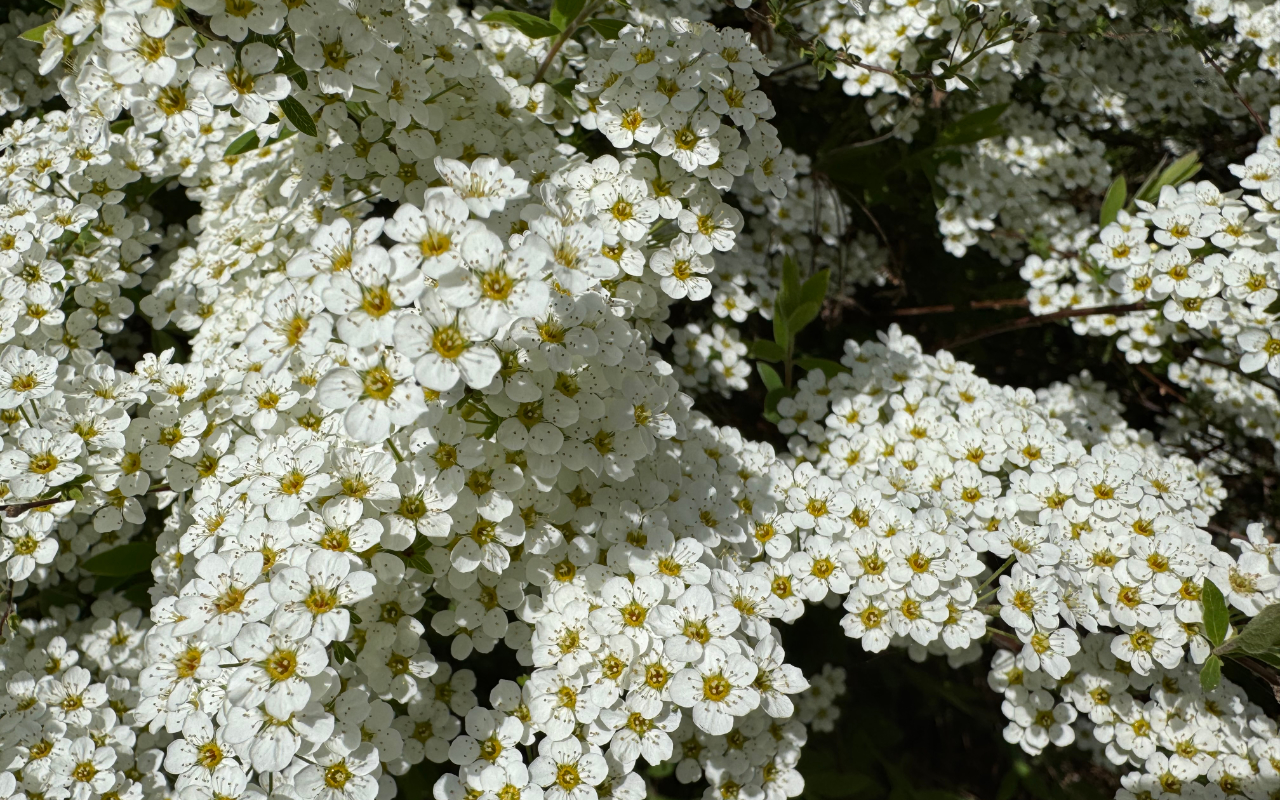 The blossom hoards