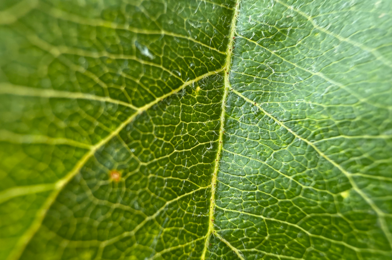 The secret life of leaves