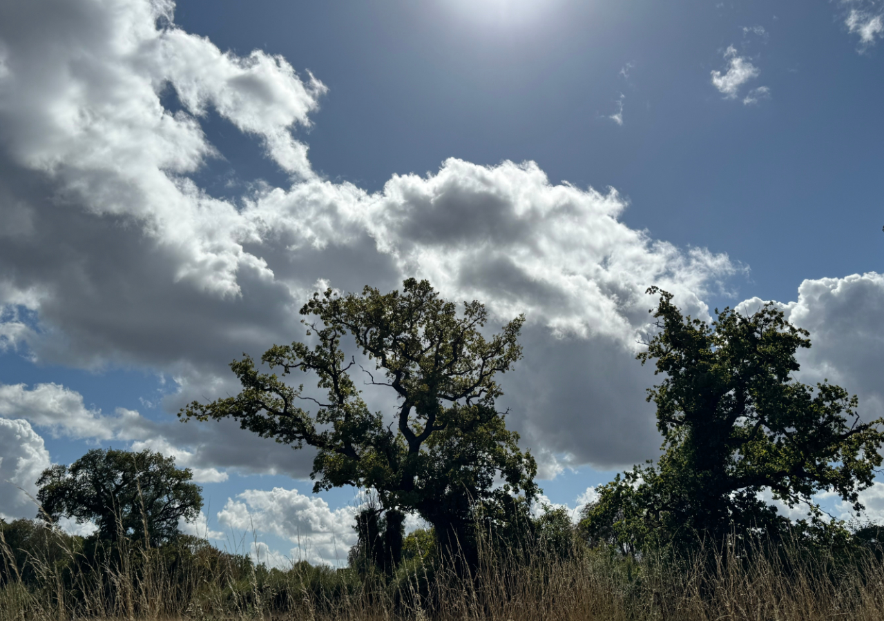 Trio of trees