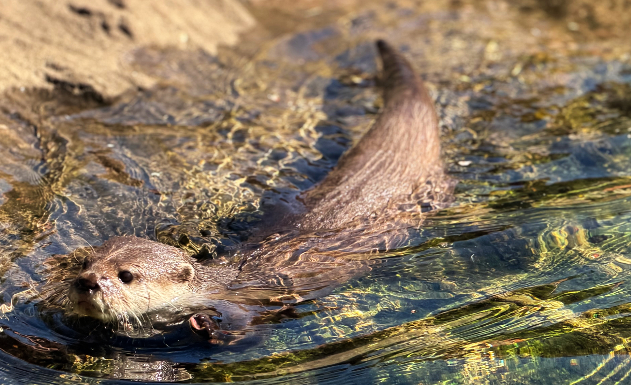 Otterly adorable