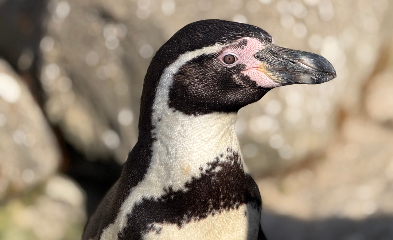 Penguin pal