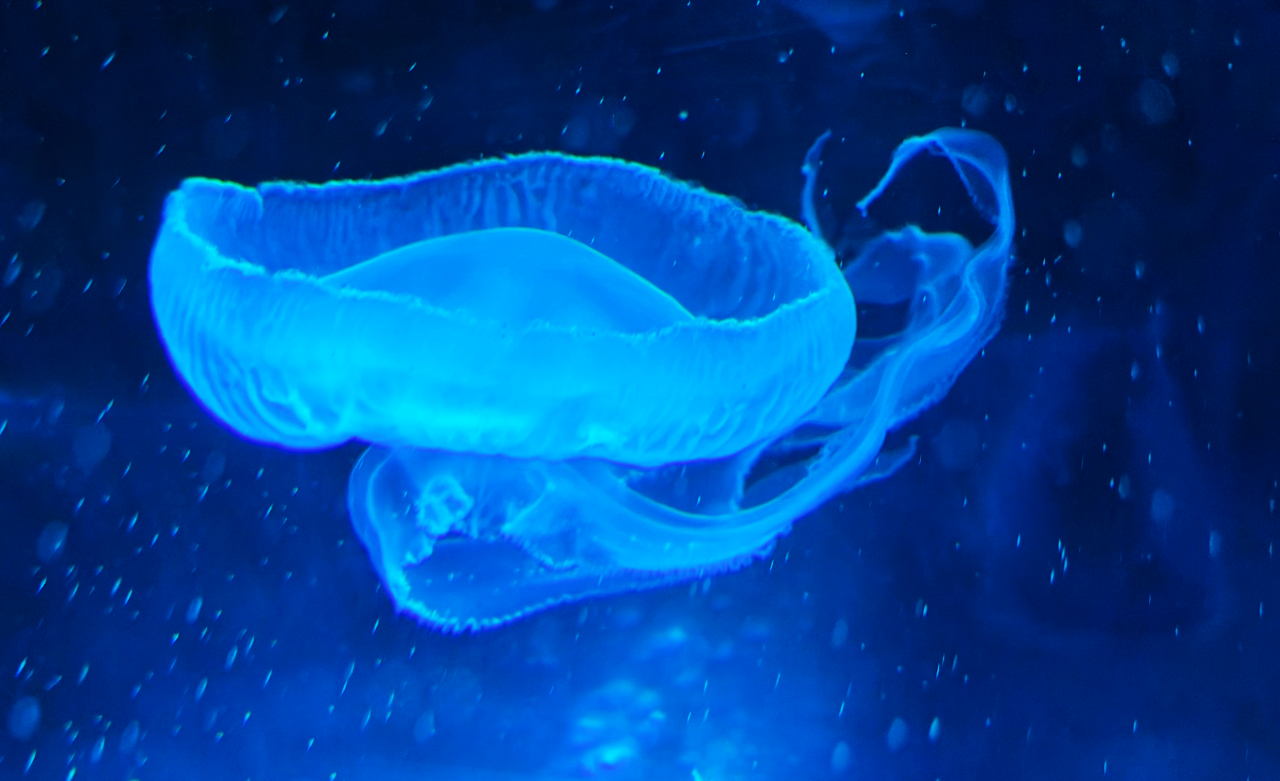 The deep blue sea