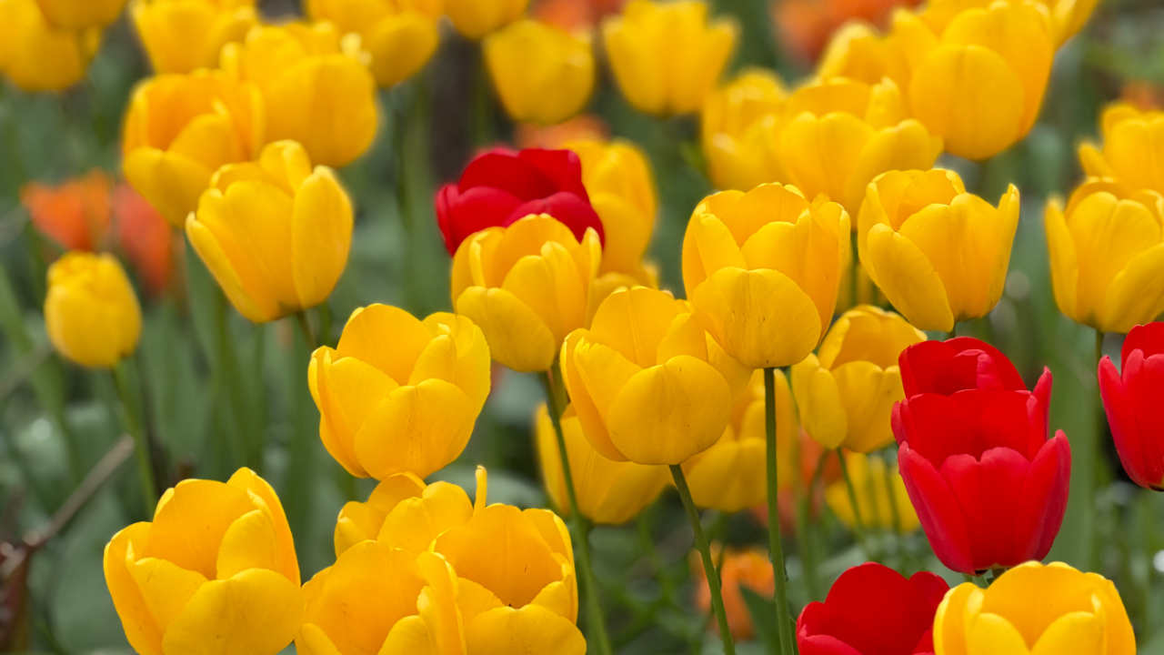 You had me at yellow